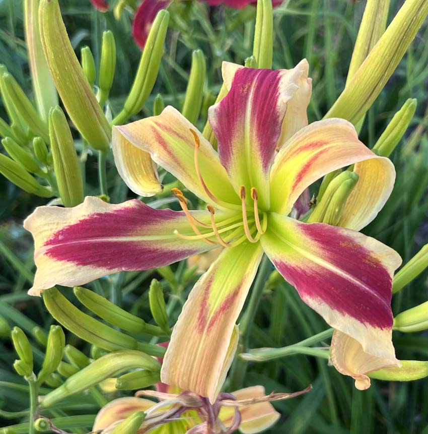 100 Cats On The Wall